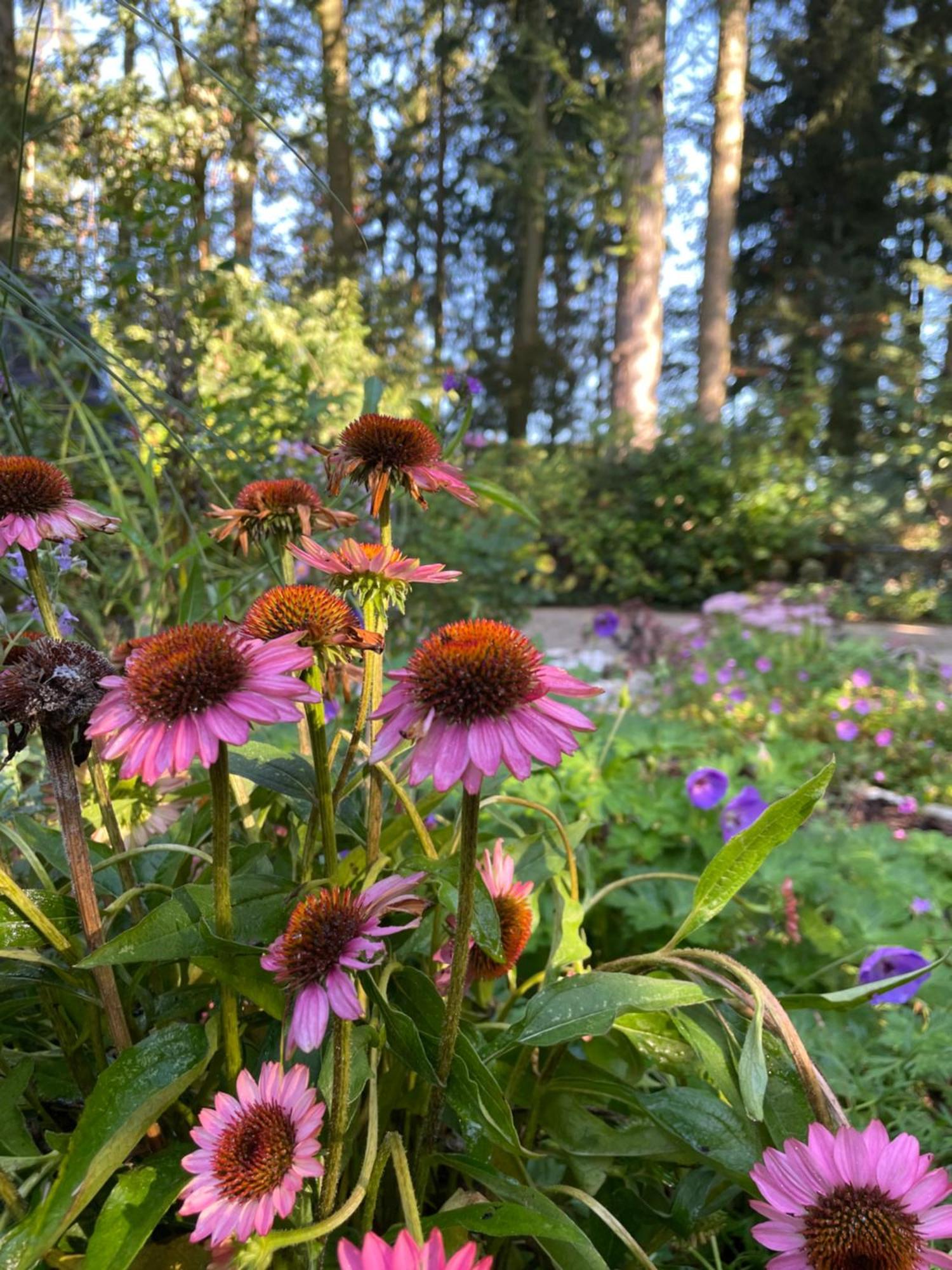 Loh Apartments - Wald.Natur.Ruhe. Undeloh Eksteriør billede
